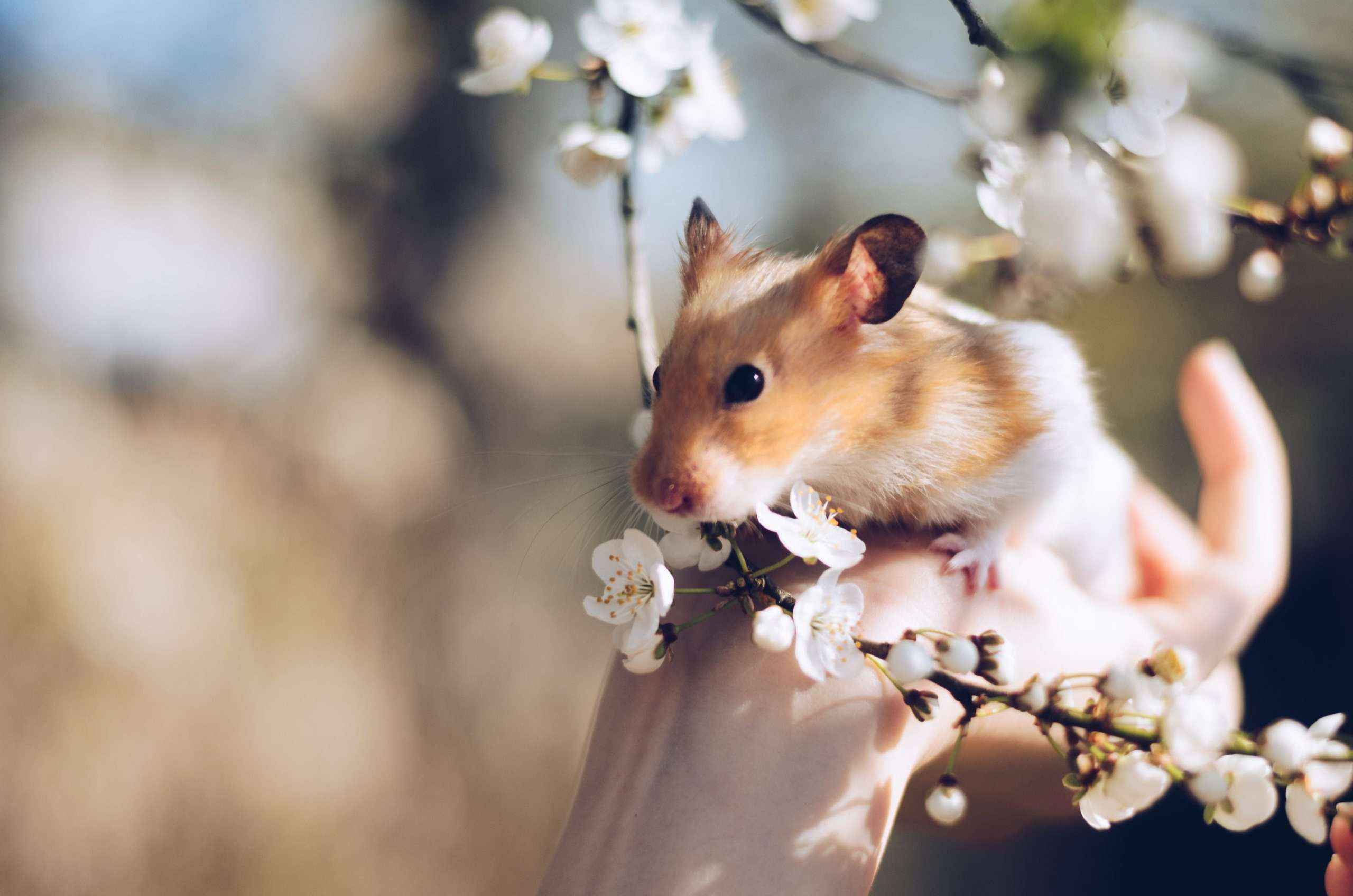 hamster-2013665 hamseter